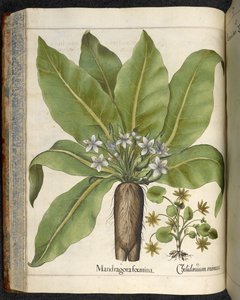 Alraune Mandragora foemina, Illustration aus 