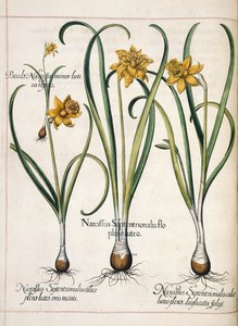 Narzisse, aus 