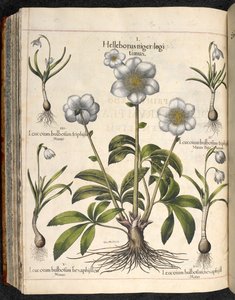 Tafel 29: Helleborus niger, Hortus Eystettensis, Basilius Besler von Basilius Besler