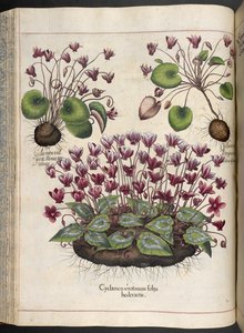 Tafel 348: Alpenveilchen. Hortus Eystettensis, Basilius Besler, 1613 von Basilius Besler