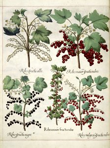Rote und schwarze Johannisbeerpflanzen, aus 