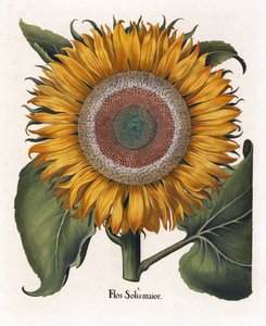 Die Gemeine Sonnenblume, Flos Solis Maior