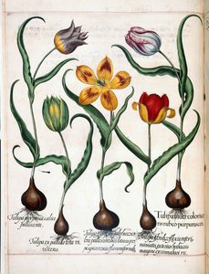 Tulpe, aus 