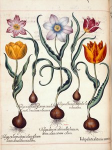Tulpen, aus 