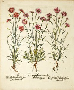 Sorten von Caryophyllus Sylvestris, veröffentlicht in Hortus Eystettensis
