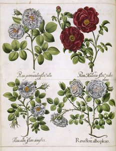 Weiße und rote Rose, aus 