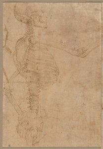 Halblanges Skelett im Profil, frühe 1540er Jahre