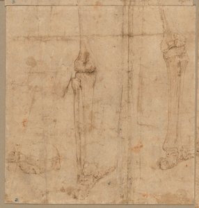 Untere Hälfte eines Skeletts von hinten, frühe 1540er Jahre von Battista Franco