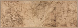 Torsos mit Rippenkäfigen, frühe 1540er Jahre