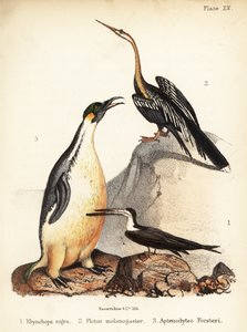 Schwarzschnabel, Orientkormoran und Kaiserpinguin