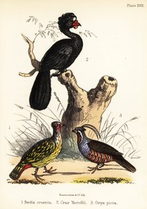 Blutfasan, Wattelhokko und Bergwachtel. 1855 (Lithografie)