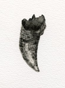 Katzenzahn, 2014 von Bella Larsson