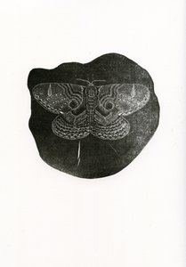 Nachtfalter, 2016 von Bella Larsson