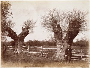 Ein Heckenbaum, 1852