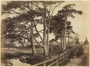 Schottische Kiefern, Hawkhurst, 1853