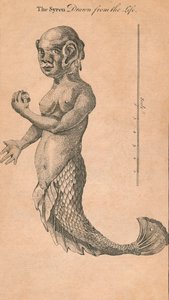 Die Sirene aus dem Leben gezeichnet, 1759