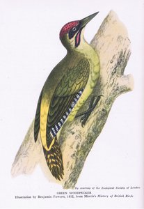 Grünspecht, Natur in Großbritannien, veröffentlicht von Collins