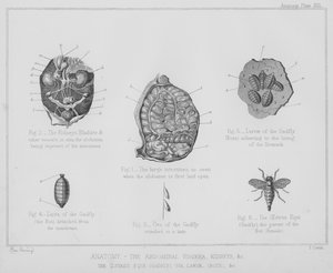 Anatomie, die Bauchorgane, Nieren usw., der Oestrus equi, Bremse, Eier, Larven, Bots usw.