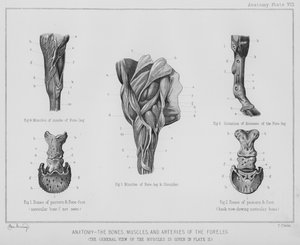 Anatomie, die Knochen, Muskeln und Arterien des Vorderbeins (Litho) von Benjamin Herring