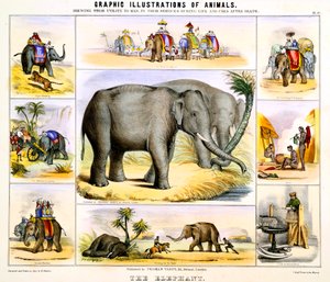 Der Elefant, um 1850
