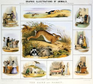 Der Hase und das Kaninchen, ca. 1850