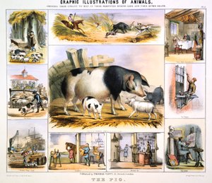 Das Schwein, um 1850
