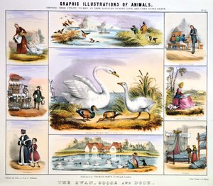 Der Schwan, die Gans und die Ente, ca. 1850