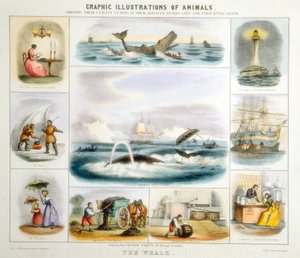Der Wal, um 1850