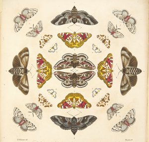 Detail von Tafel IV, aus A Rare Depiction of Butterflies and Moths, veröffentlicht 1764 von Benjamin Wilkes