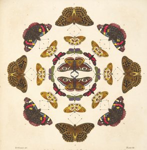 Detail von Tafel VII, aus A Rare Depiction of Butterflies and Moths, veröffentlicht 1764
