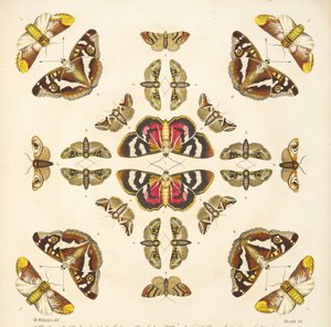 Detail von Tafel VI, aus A Rare Depiction of Butterflies and Moths, veröffentlicht 1764 von Benjamin Wilkes