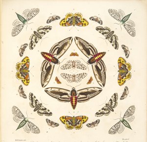 Detail von Tafel V, aus A Rare Depiction of Butterflies and Moths, veröffentlicht 1764