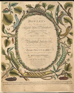 Frontispiz, aus A Rare Depiction of Butterflies and Moths, veröffentlicht 1764 von Benjamin Wilkes