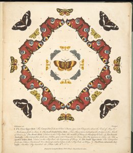 Tafel 1, aus A Rare Depiction of Butterflies and Moths, veröffentlicht 1764