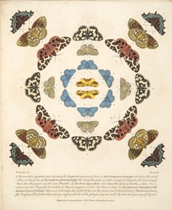 Tafel III, aus A Rare Depiction of Butterflies and Moths, veröffentlicht 1764 von Benjamin Wilkes
