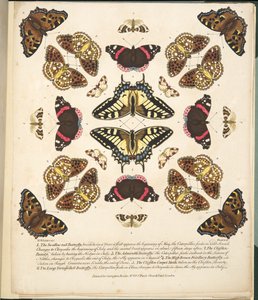 Tafel II, aus A Rare Depiction of Butterflies and Moths, veröffentlicht 1764 von Benjamin Wilkes