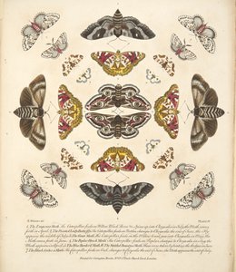 Tafel IV, aus A Rare Depiction of Butterflies and Moths, veröffentlicht 1764 von Benjamin Wilkes