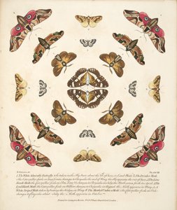 Tafel VIII, aus A Rare Depiction of Butterflies and Moths, veröffentlicht 1764
