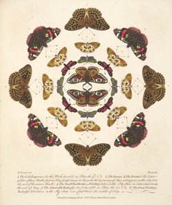 Tafel VII, aus A Rare Depiction of Butterflies and Moths, veröffentlicht 1764 von Benjamin Wilkes