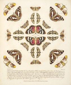 Tafel VI, aus A Rare Depiction of Butterflies and Moths, veröffentlicht 1764 von Benjamin Wilkes