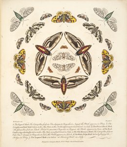 Tafel V, aus A Rare Depiction of Butterflies and Moths, veröffentlicht 1764