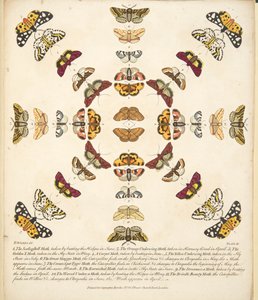 Tafel XI, aus A Rare Depiction of Butterflies and Moths, veröffentlicht 1764 von Benjamin Wilkes