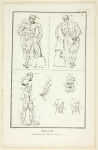 Entwurf: Proportionen des Farnese-Herkules, aus der Encyclopédie