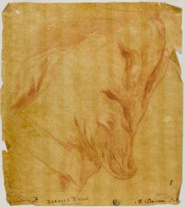Kopf eines Hundes von Bernard Baron
