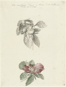 Studienblatt mit einer Rose
