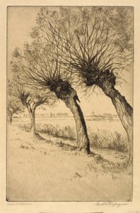 Kopfweiden, Rijsord, Holland