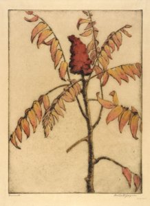 Essigbaum von Bertha E. Jaques