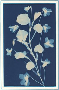 Ohne Titel, ca. 1900