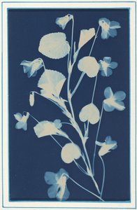 Ohne Titel, ca. 1900 von Bertha Jaques