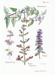 Bittersüß, Gundermann, Günsel, Wasser-Schwertlilie von Bessie D. Inglis